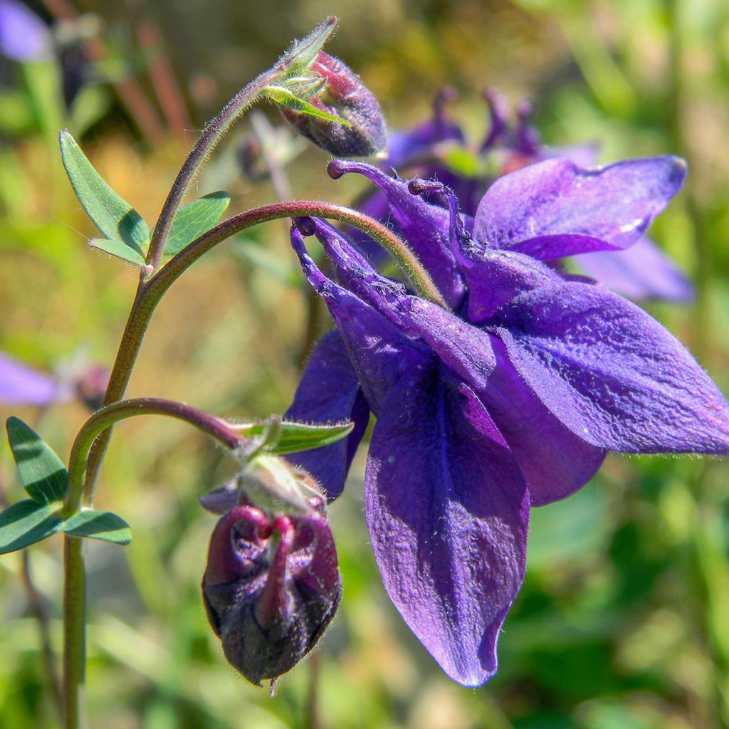 Aquilegia alpina