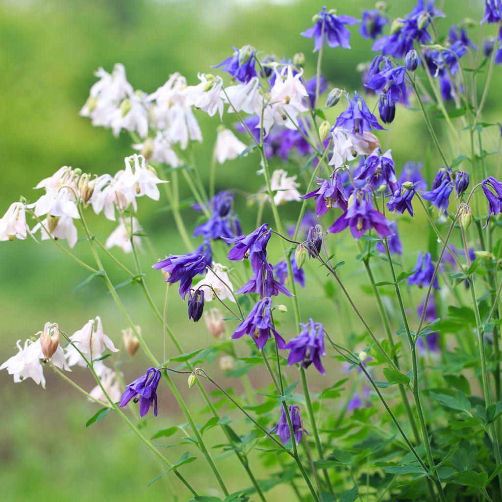 Aquilegia alpina