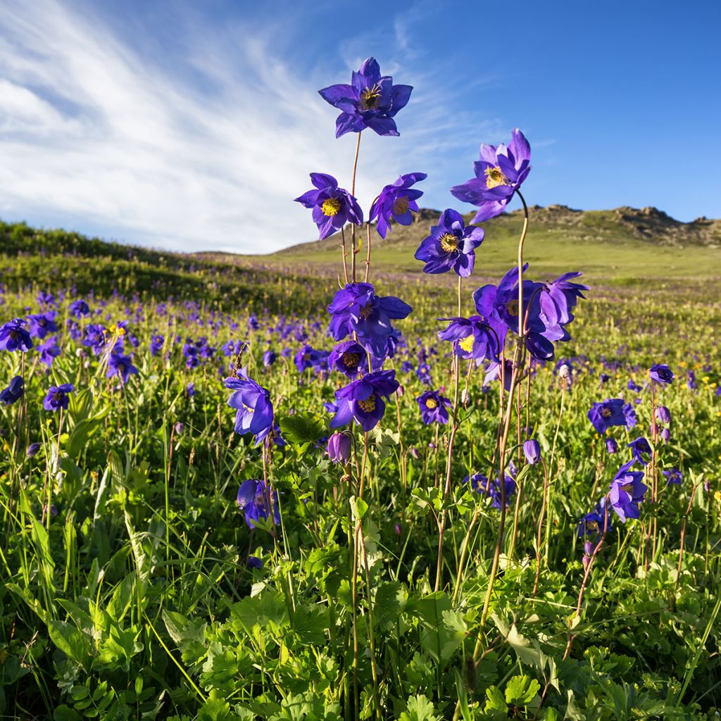 Aquilegia alpina