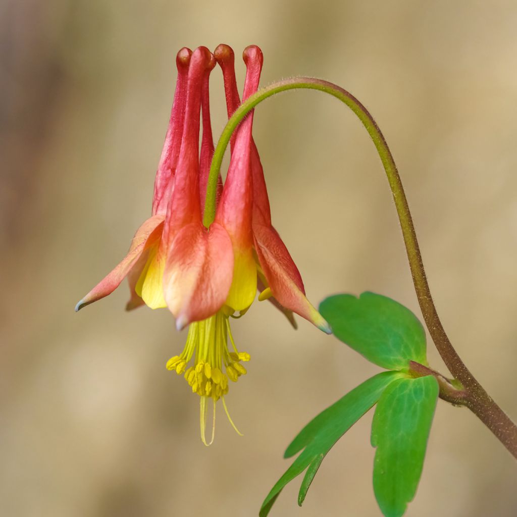 Aquilegia canadensis