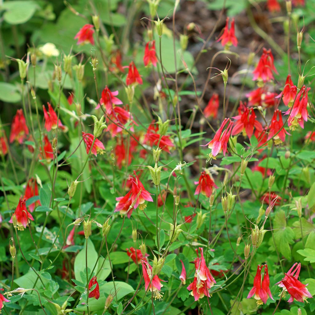 Aquilegia canadensis