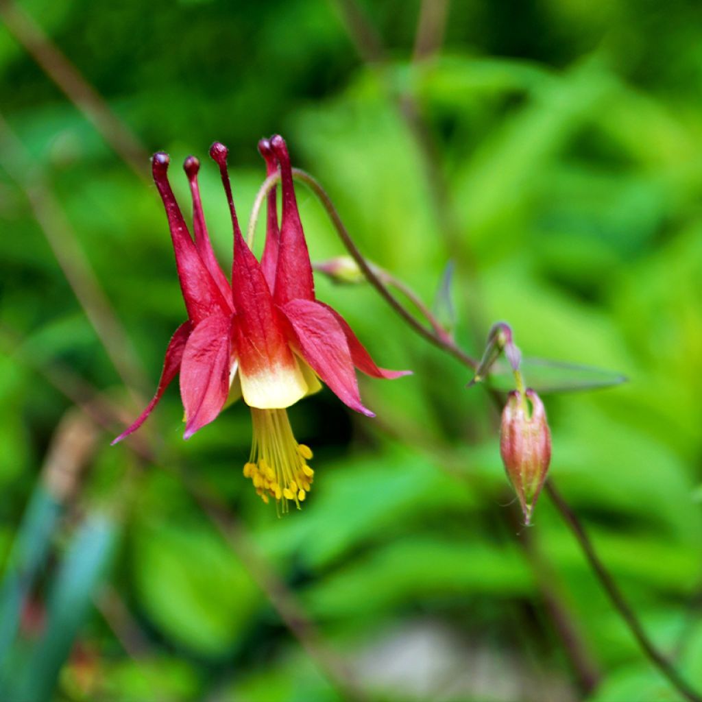 Aquilegia canadensis