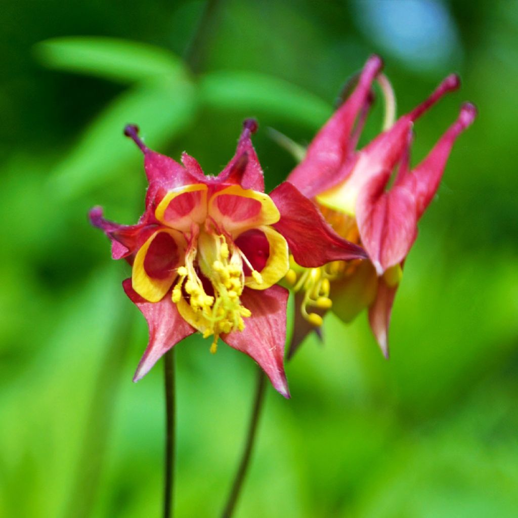 Aquilegia canadensis