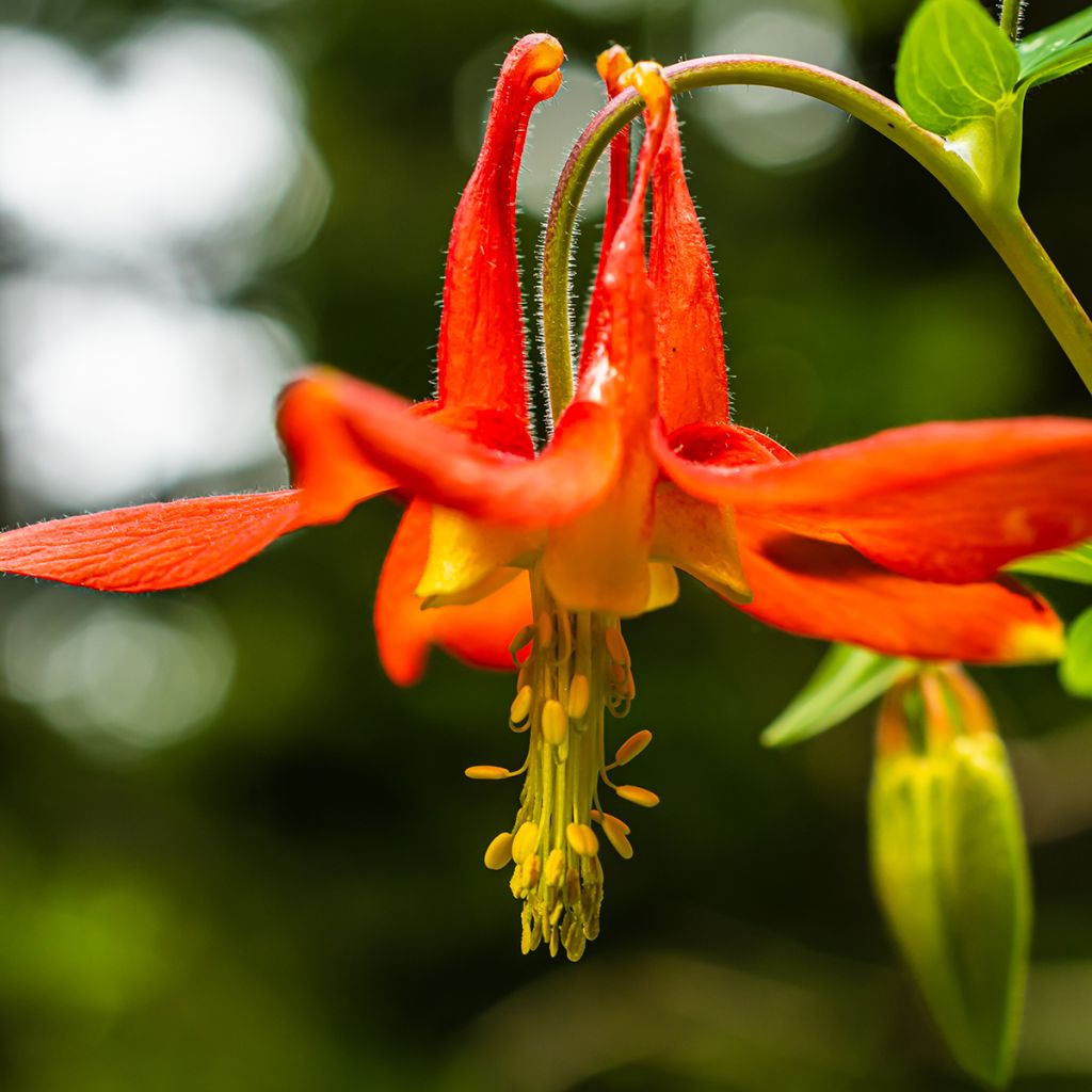 Aquilegia canadensis