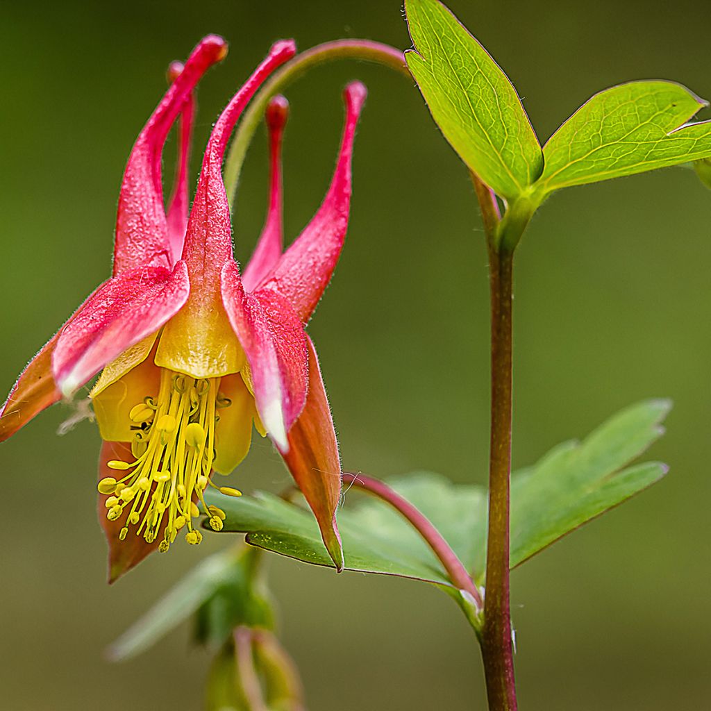 Aquilegia canadensis