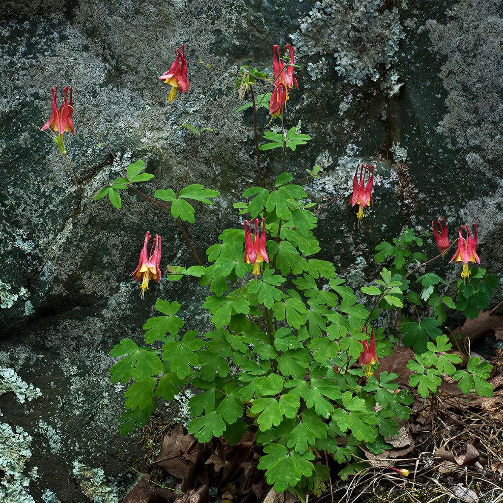 Aquilegia canadensis