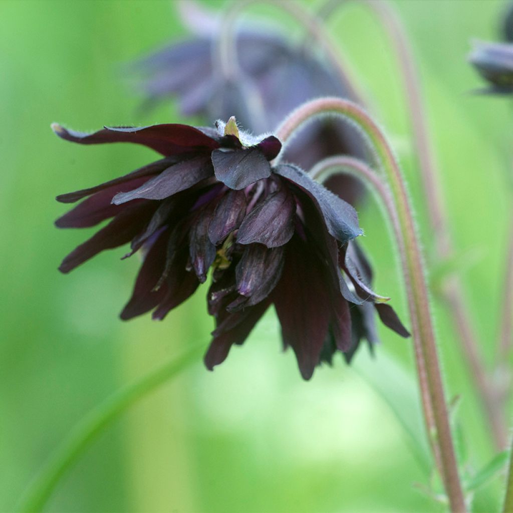 Aquilegia vulgaris var. stellata Black Barlow