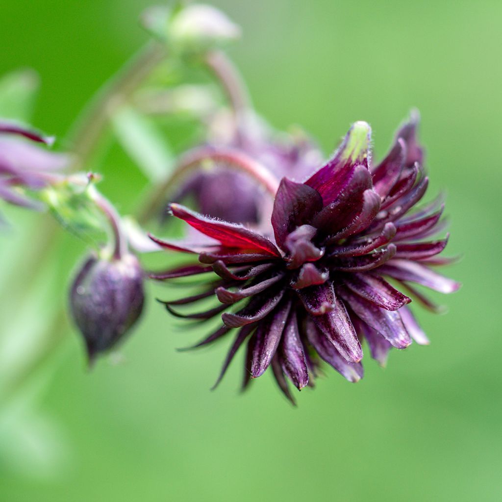 Aquilegia vulgaris var. stellata Black Barlow