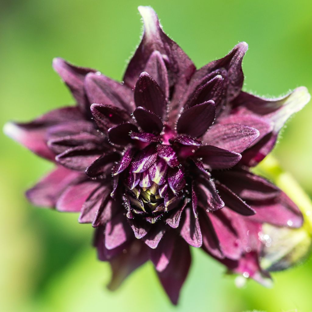 Aquilegia vulgaris var. stellata Black Barlow