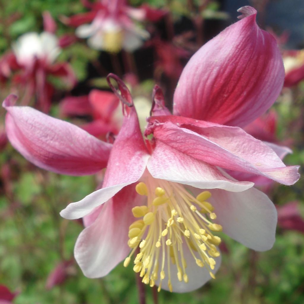 Aquilegia vulgaris Crimson Star