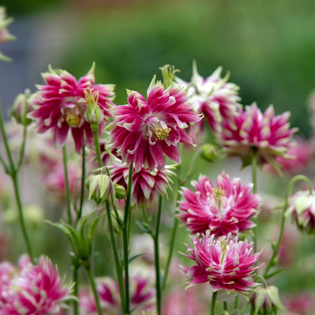 Aquilegia vulgaris Nora Barlow