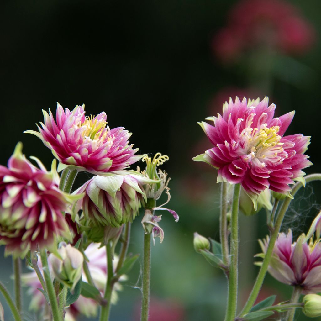 Aquilegia vulgaris Nora Barlow