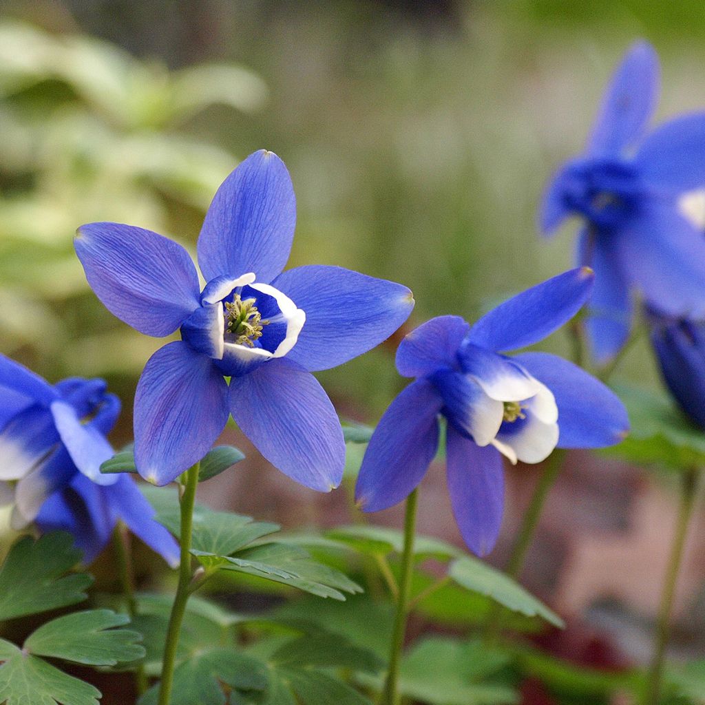 Aquilegia flabellata Cameo Blue and White