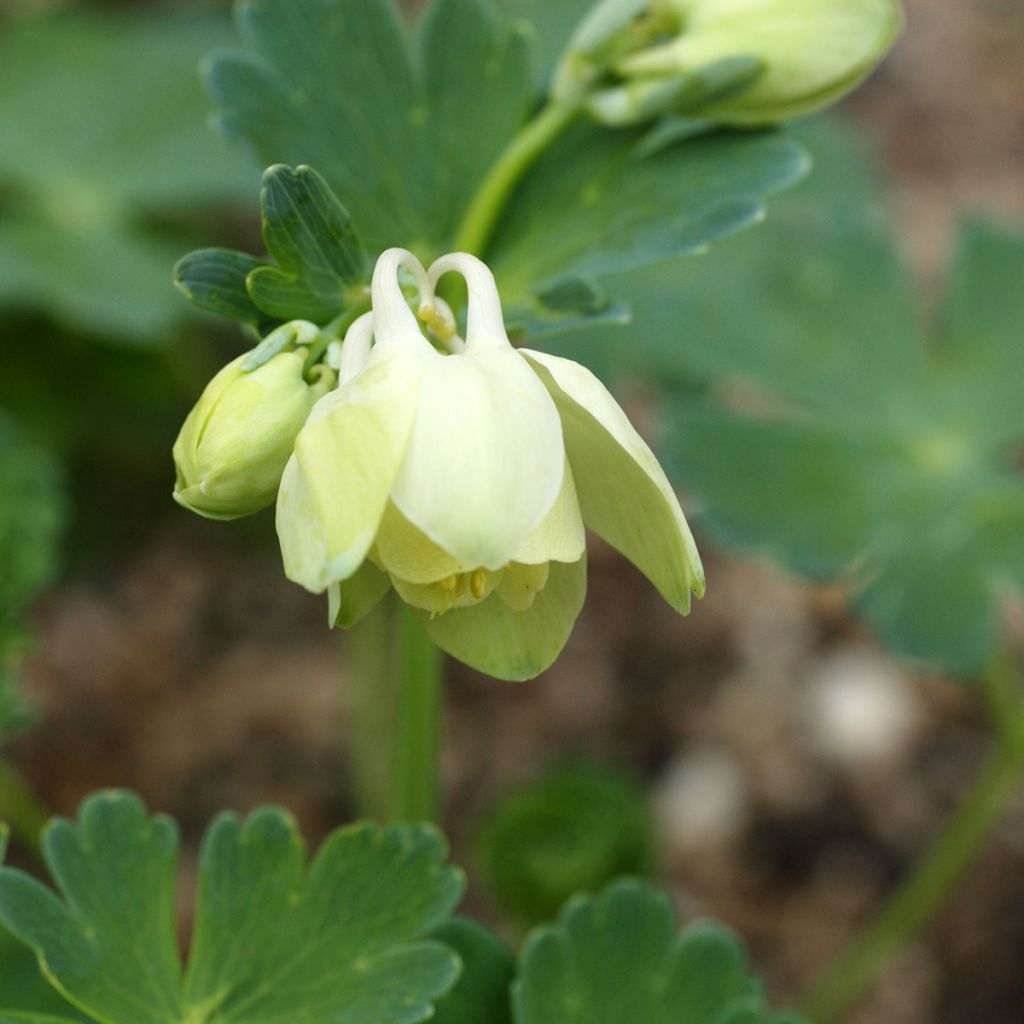 Aquilegia flabellata Cameo White