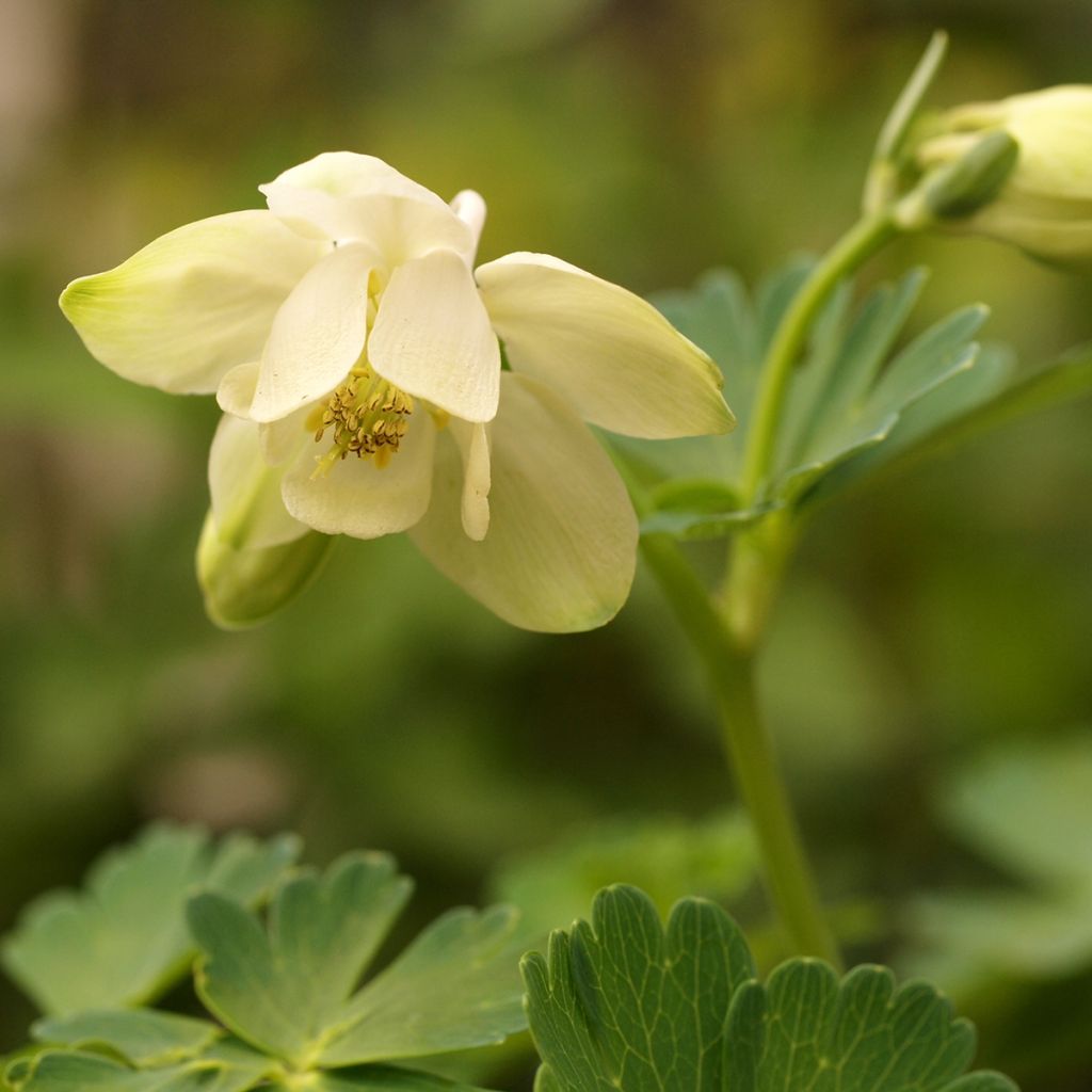 Aquilegia flabellata Cameo White