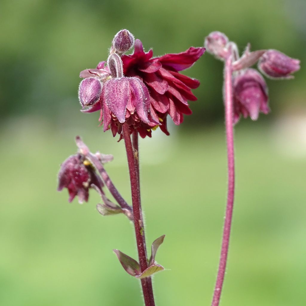 Ancolie vulgaris Ruby Port