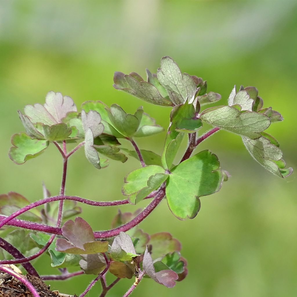 Ancolie vulgaris Ruby Port