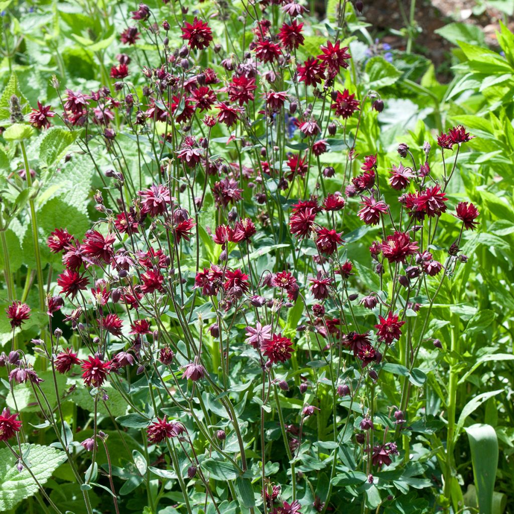 Aquilegia vulgaris Ruby Port