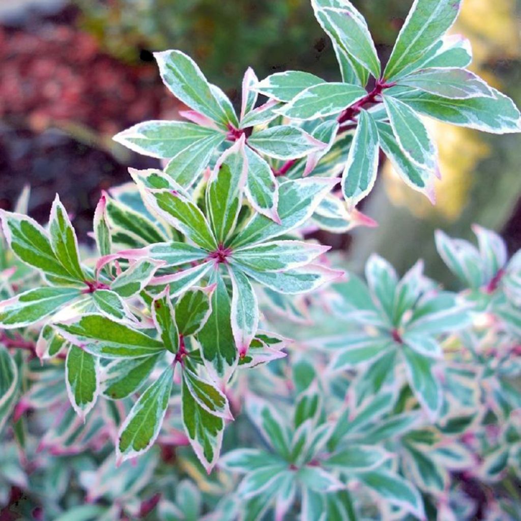 Pieris japonica Little Frosty