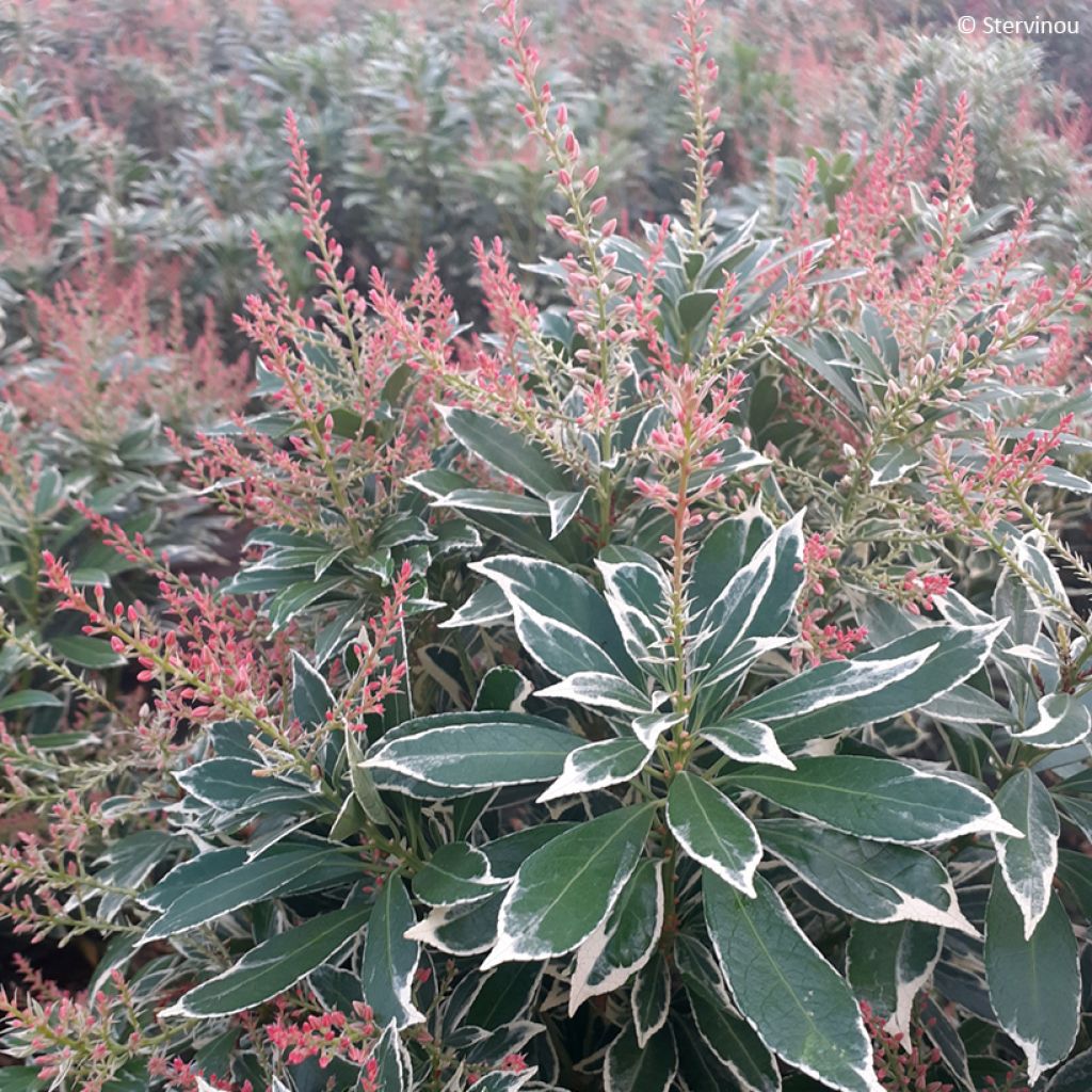 Pieris japonica Polar passion