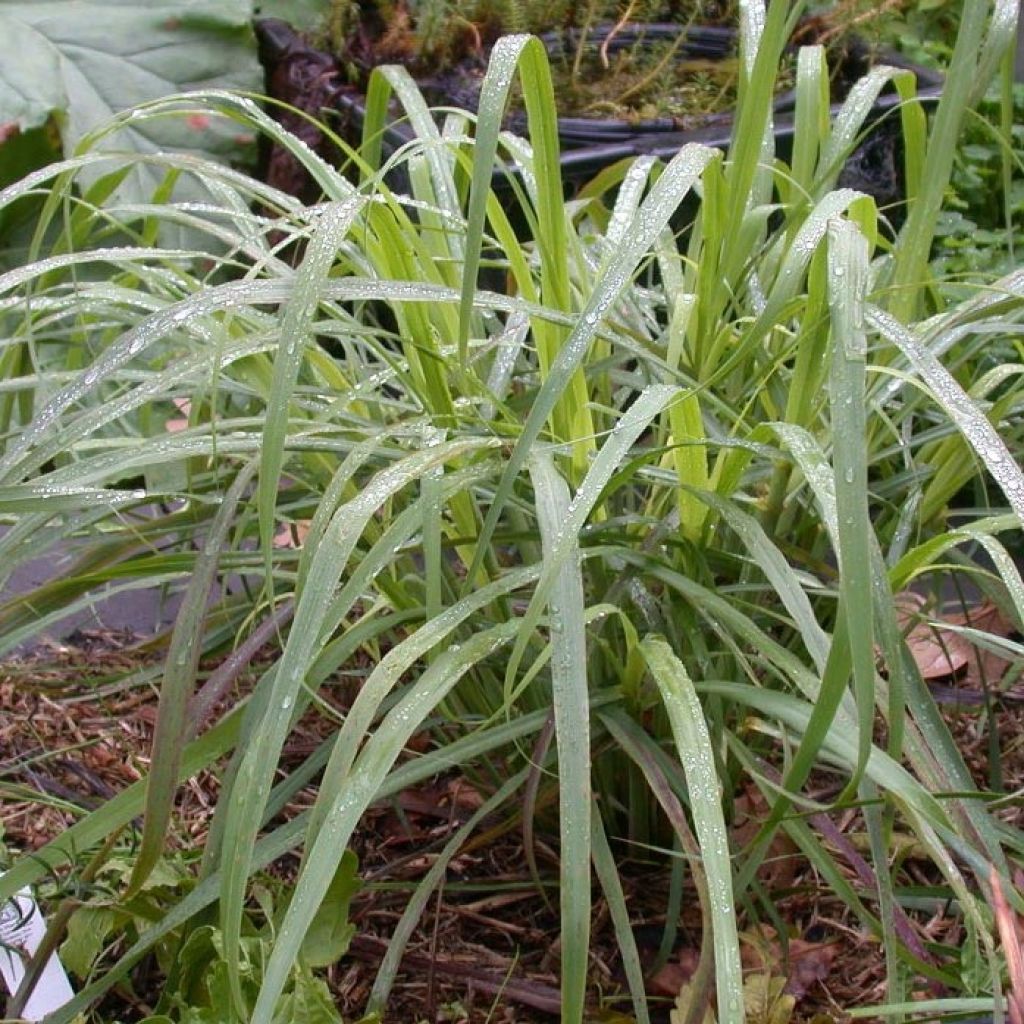 Citronnelle de Madagascar ou du Gabon en plant - Andropogon citratus