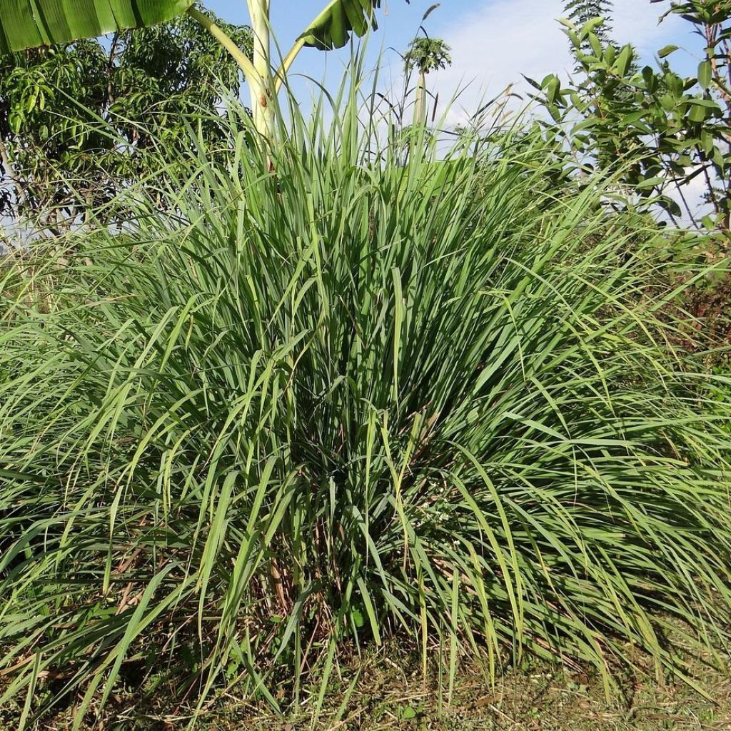 Citronnelle de Madagascar ou du Gabon en plant - Andropogon citratus