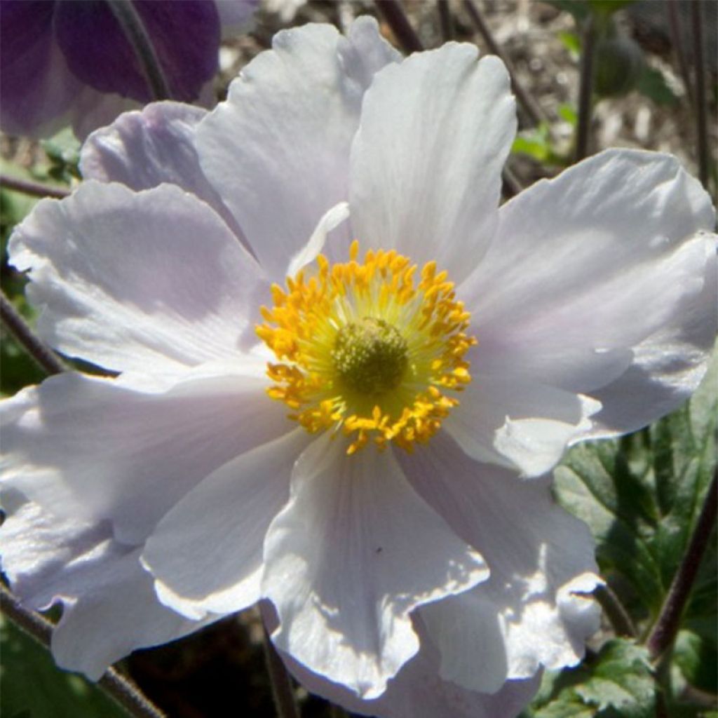 Anemone Dreaming Swan - Anémone japonaise