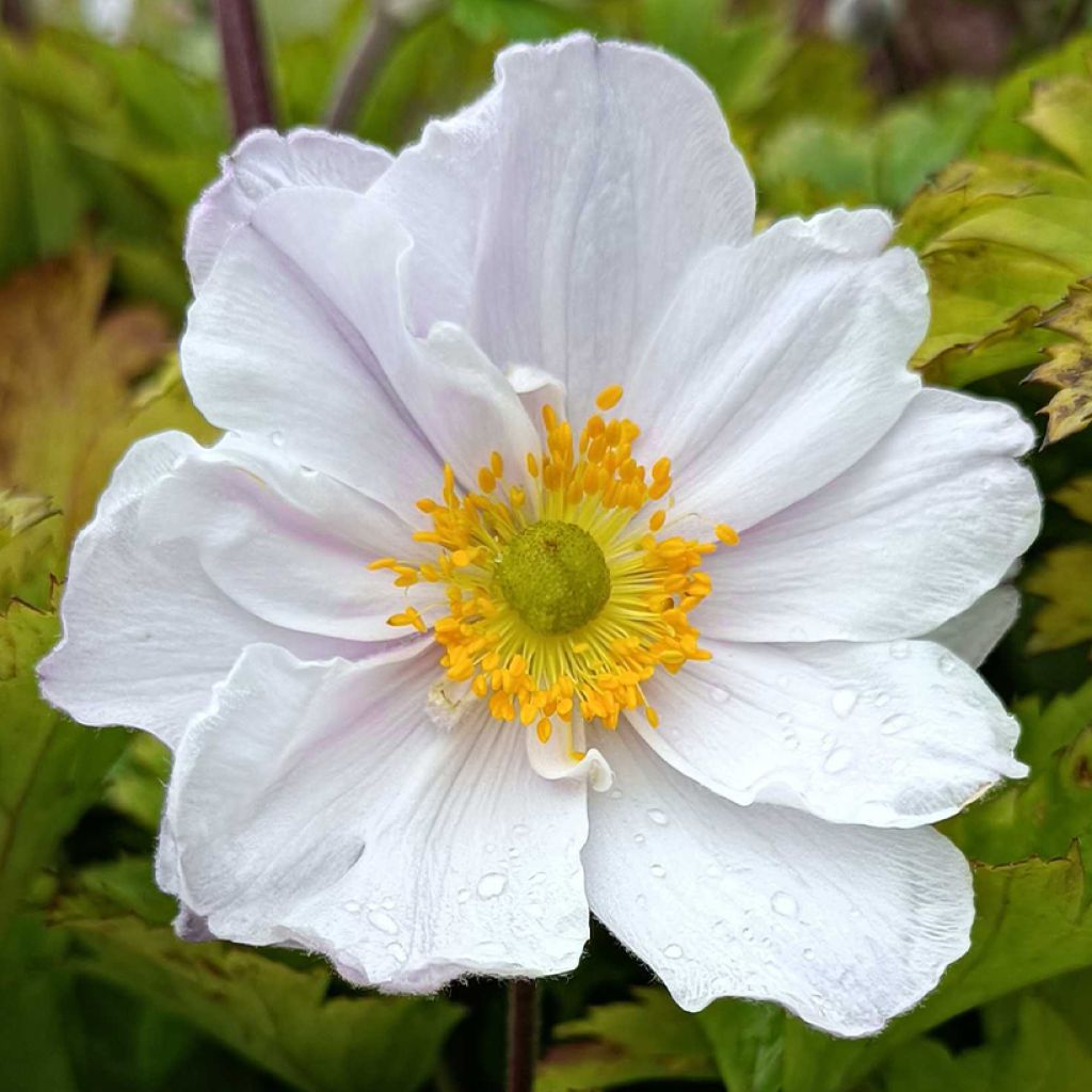 Anemone Ruffled Swan - Anémone japonaise