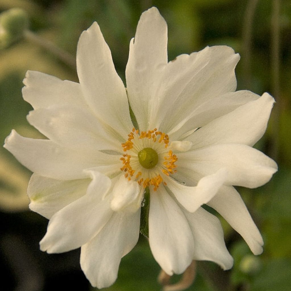 Anemone Whirlwind - Anemone giapponese