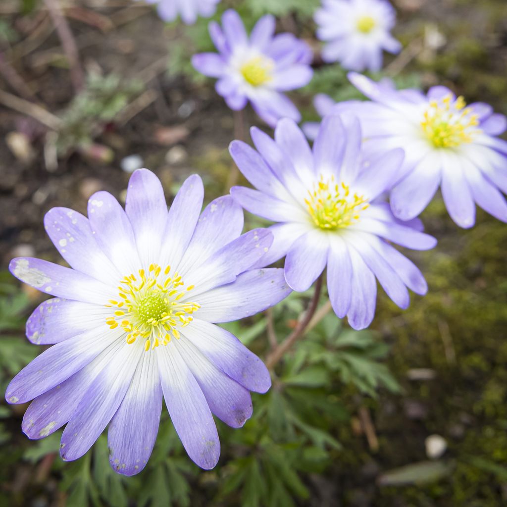 Anemone blanda Blue Splendour