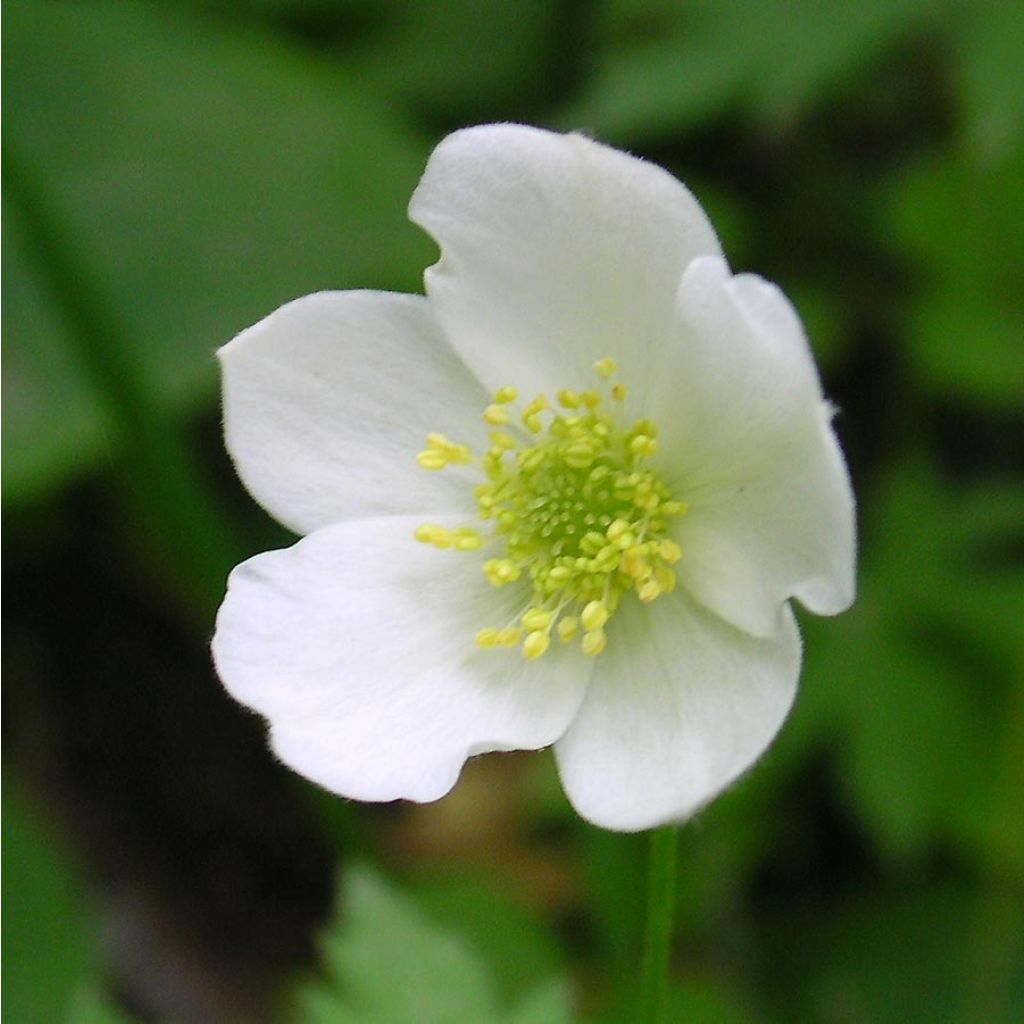 Anémone du Canada - Anemone canadensis