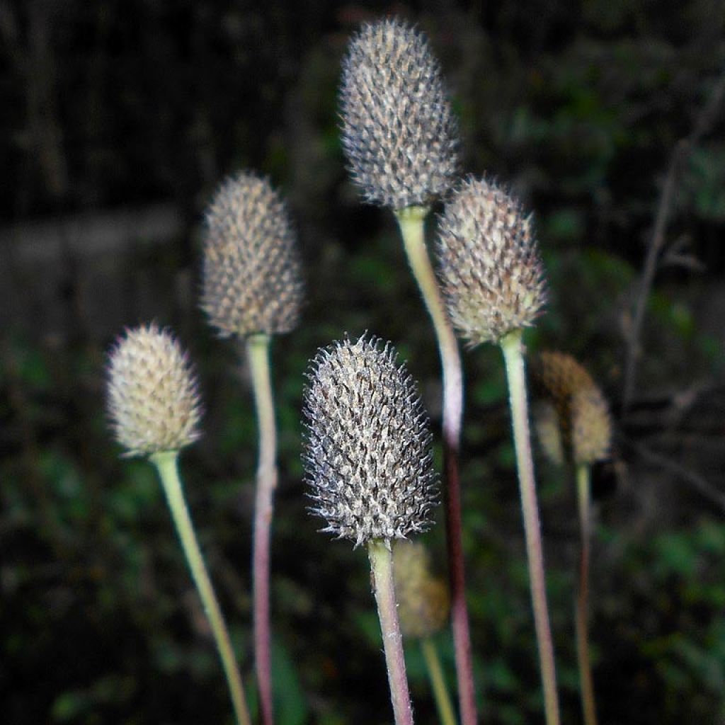 Anemone cylindrica - Anémone cylindrique