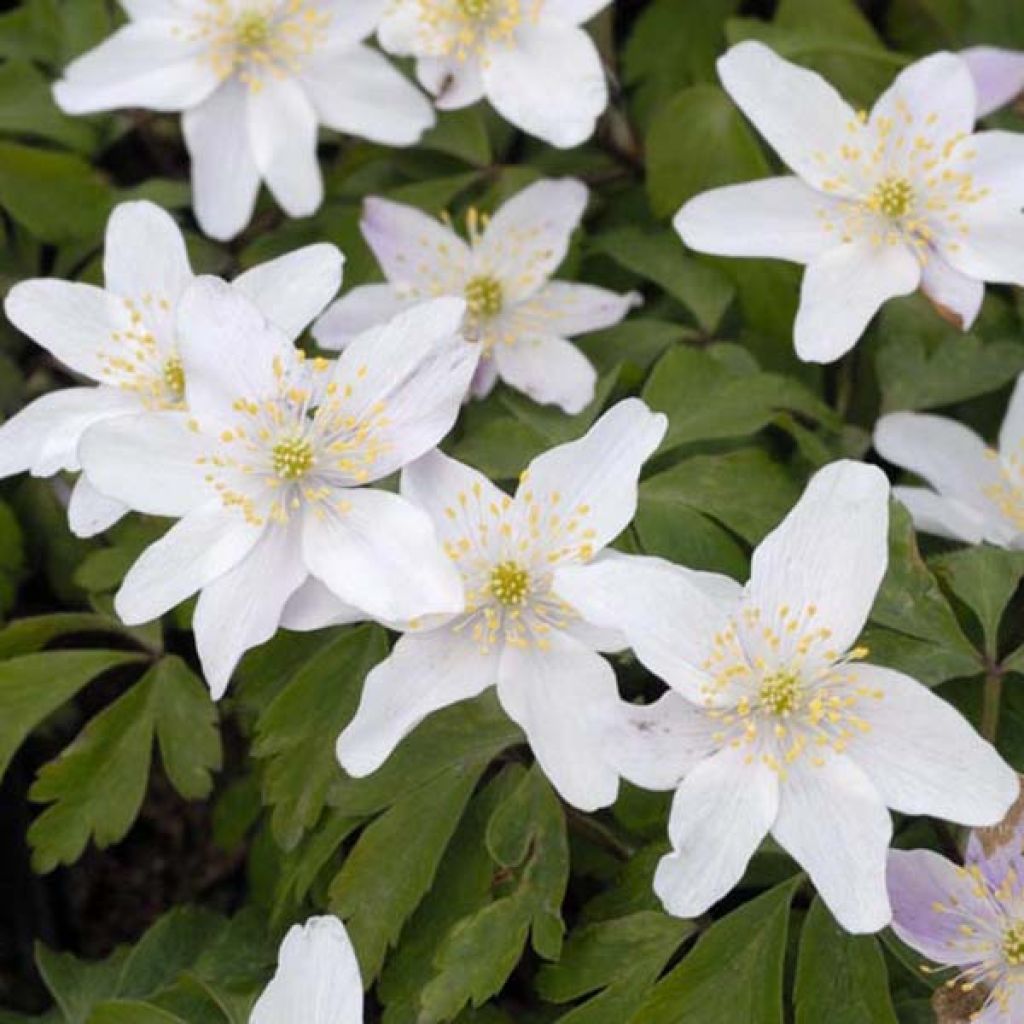 Anemone nemorosa