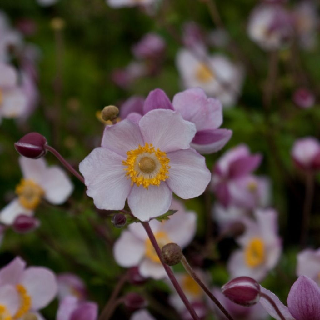 Anemone Hadspen Abundance - Anemone giapponese