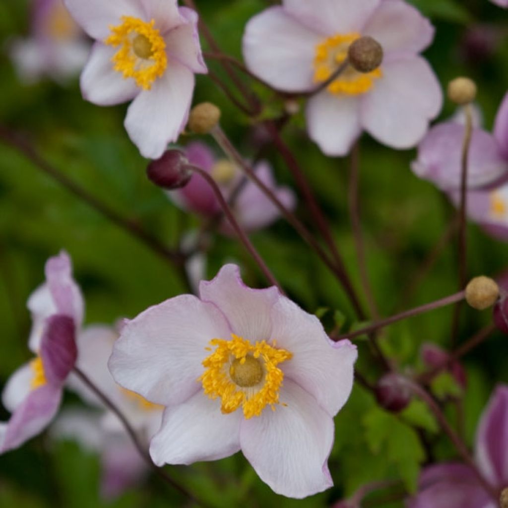 Anemone Hadspen Abundance - Anemone giapponese