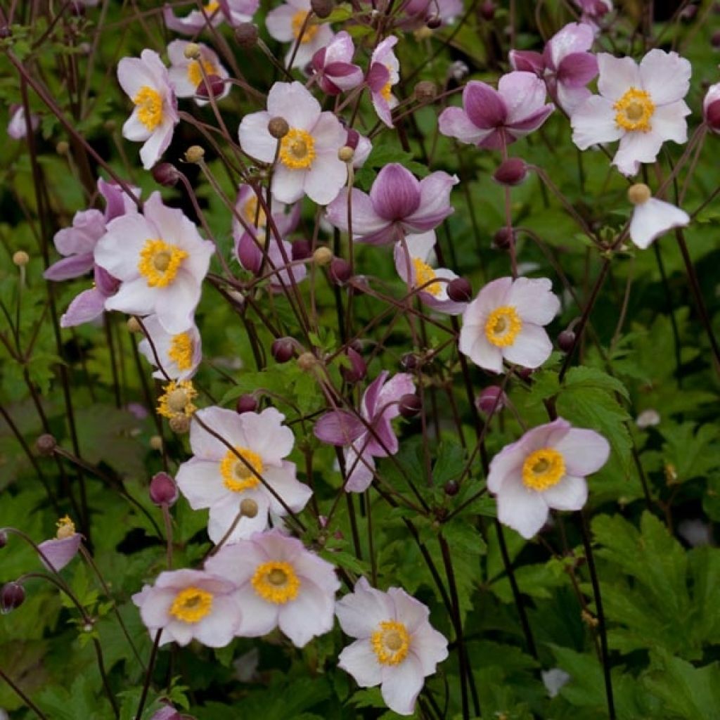 Anemone Hadspen Abundance - Anemone giapponese