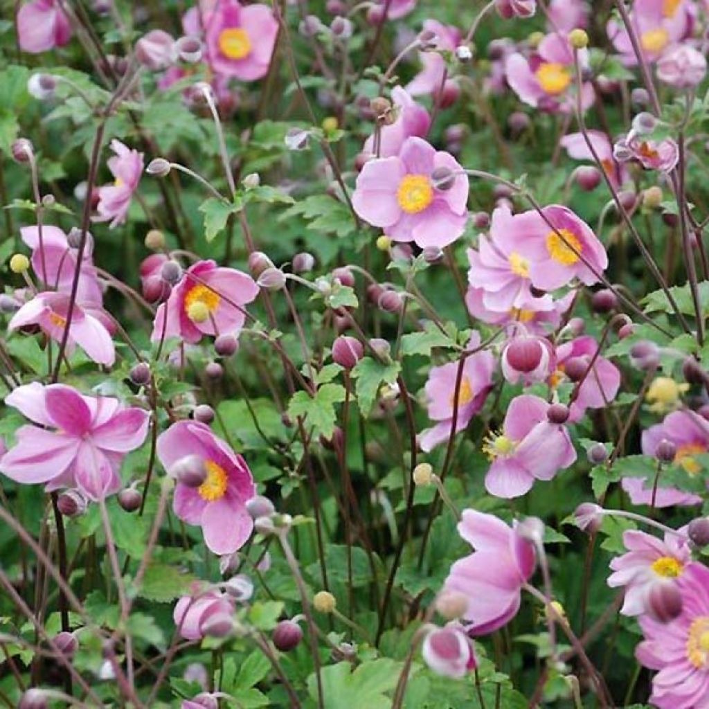 Anemone hupehensis Praecox - Anemone giapponese