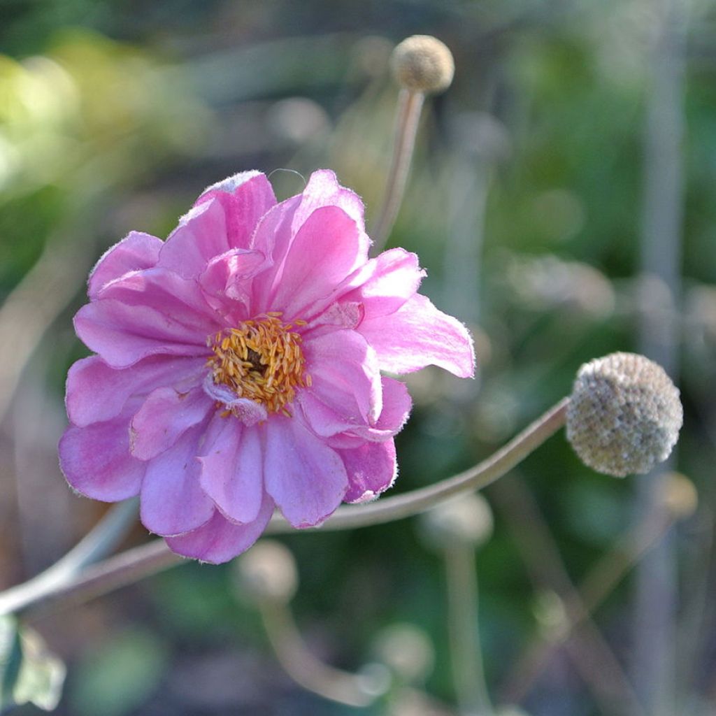 Anemone hupehensis Pamina - Anemone giapponese