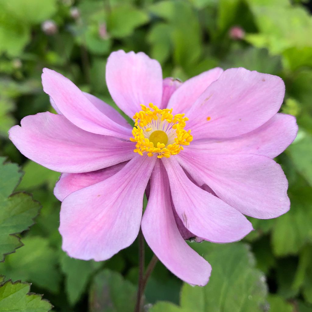 Anemone hupehensis Pamina - Anemone giapponese