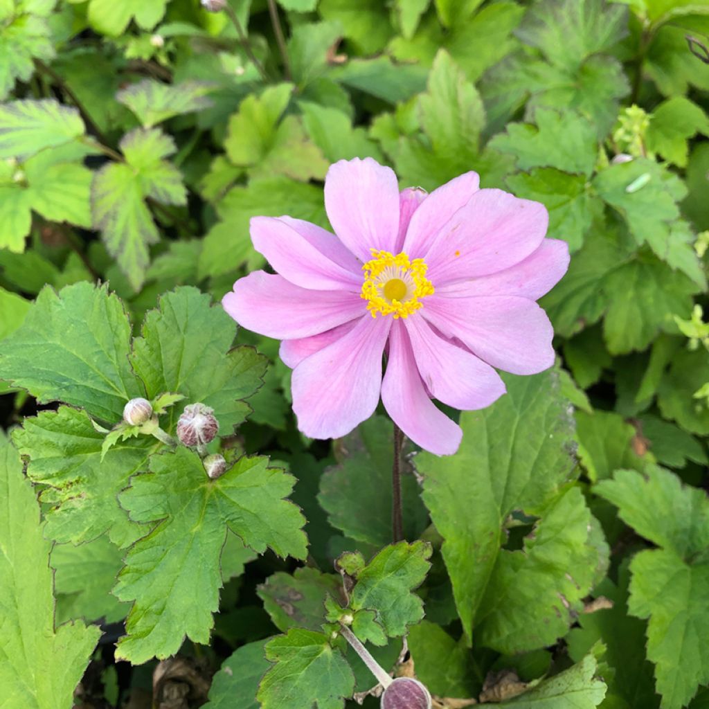 Anemone hupehensis Pamina - Anemone giapponese