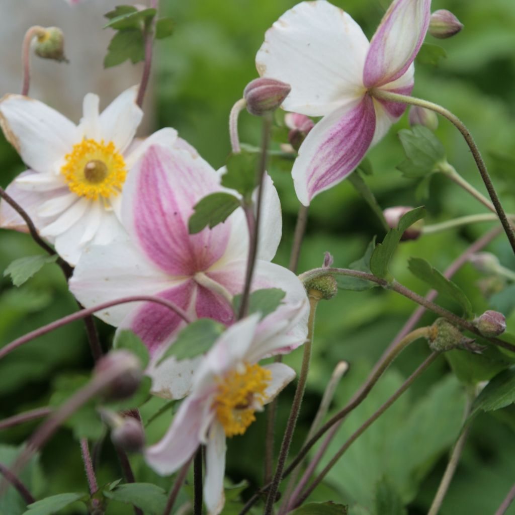 Anemone hybride Dainty Swan - Anémone japonaise bicolore