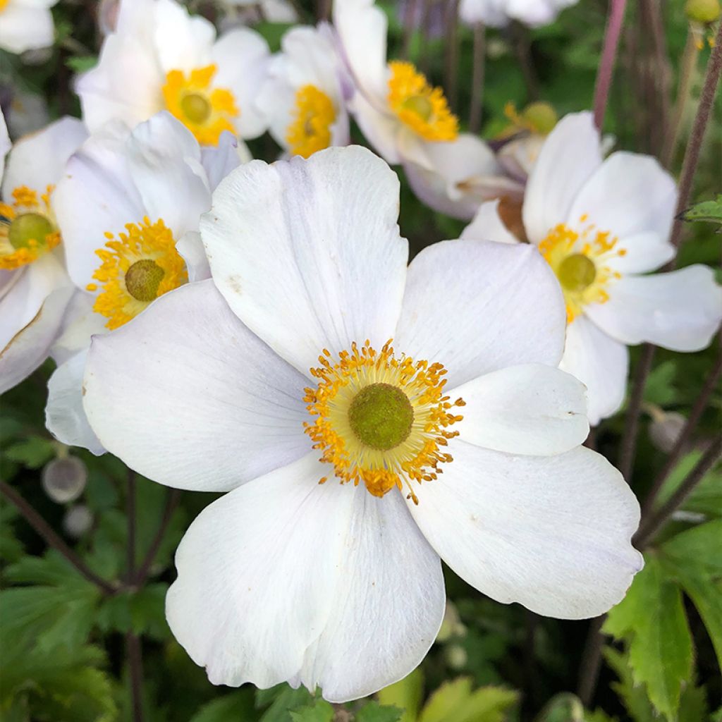 Anemone hybride Elfin Swan - Anémone japonaise.