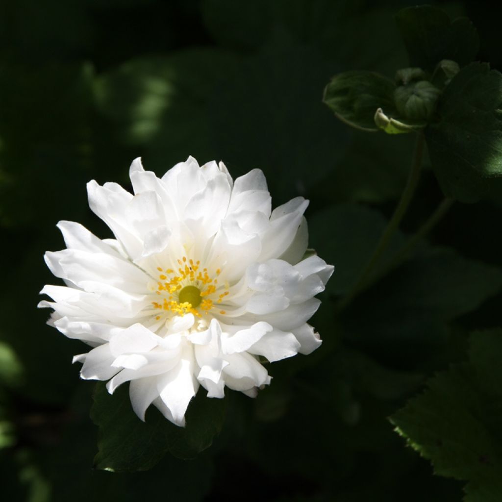 Anemone hupehensis Tiki Sensation - Anemone giapponese