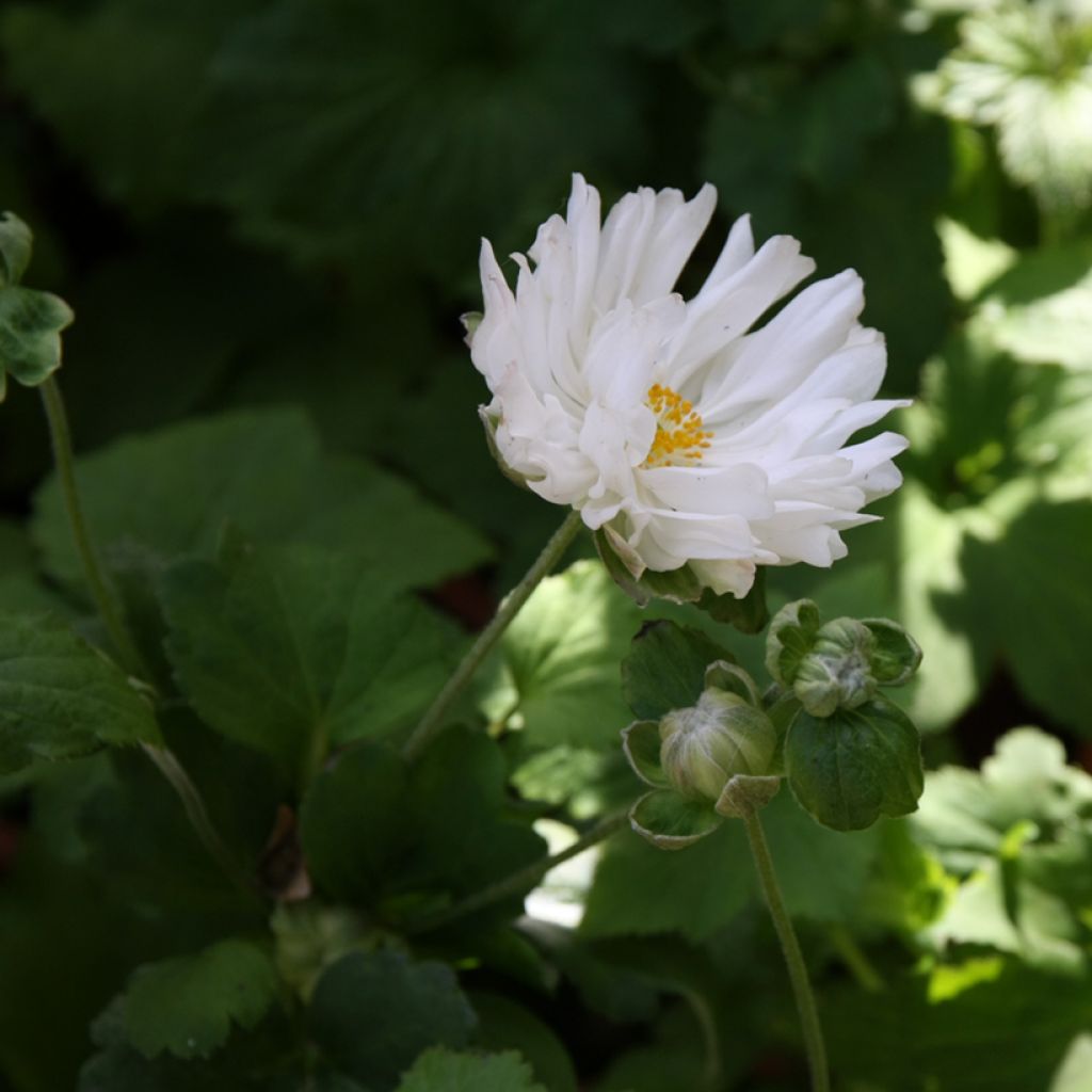 Anemone hupehensis Tiki Sensation - Anemone giapponese