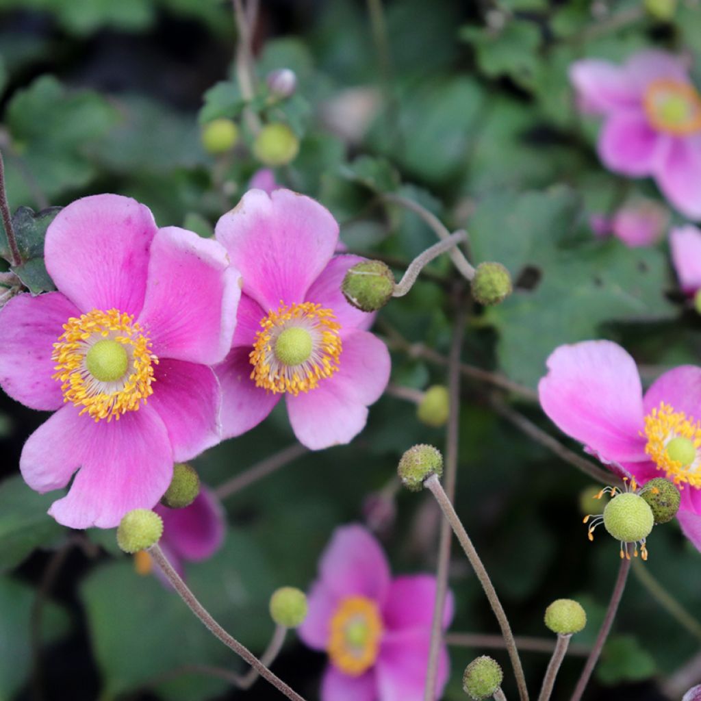 Anemone Hadspen Abundance - Anemone giapponese