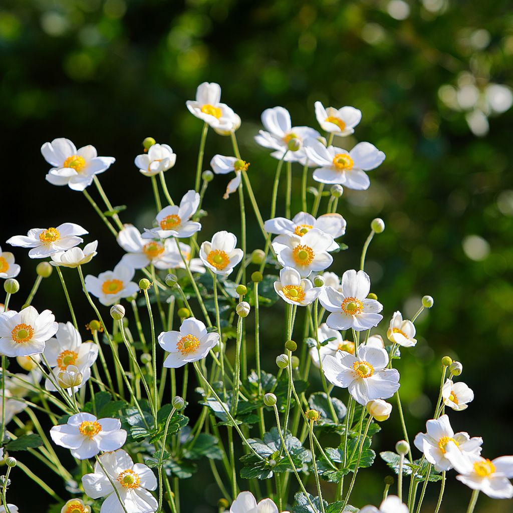 Anemone Honorine Jobert - Anemone giapponese