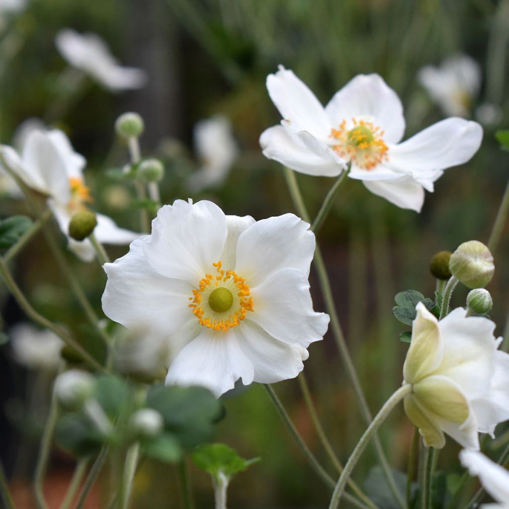 Anemone Honorine Jobert - Anemone giapponese