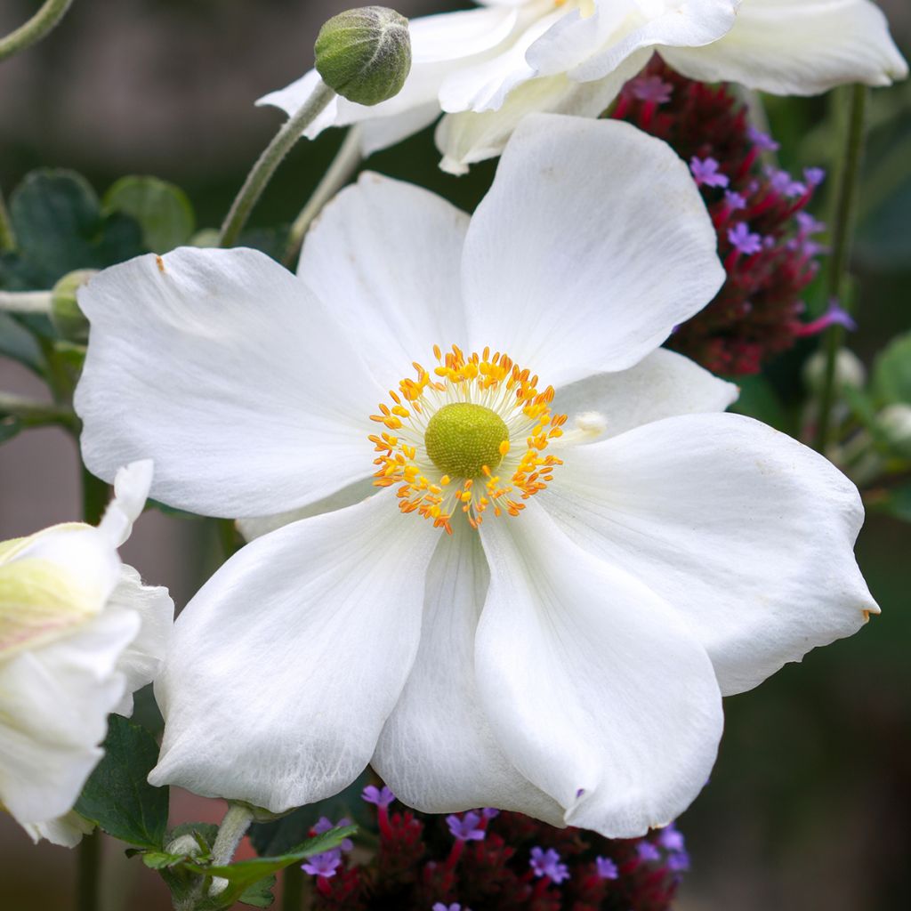 Anemone Honorine Jobert - Anemone giapponese