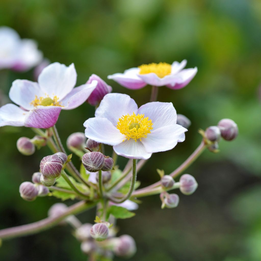 Anemone Regal Swan - Anemone giapponese