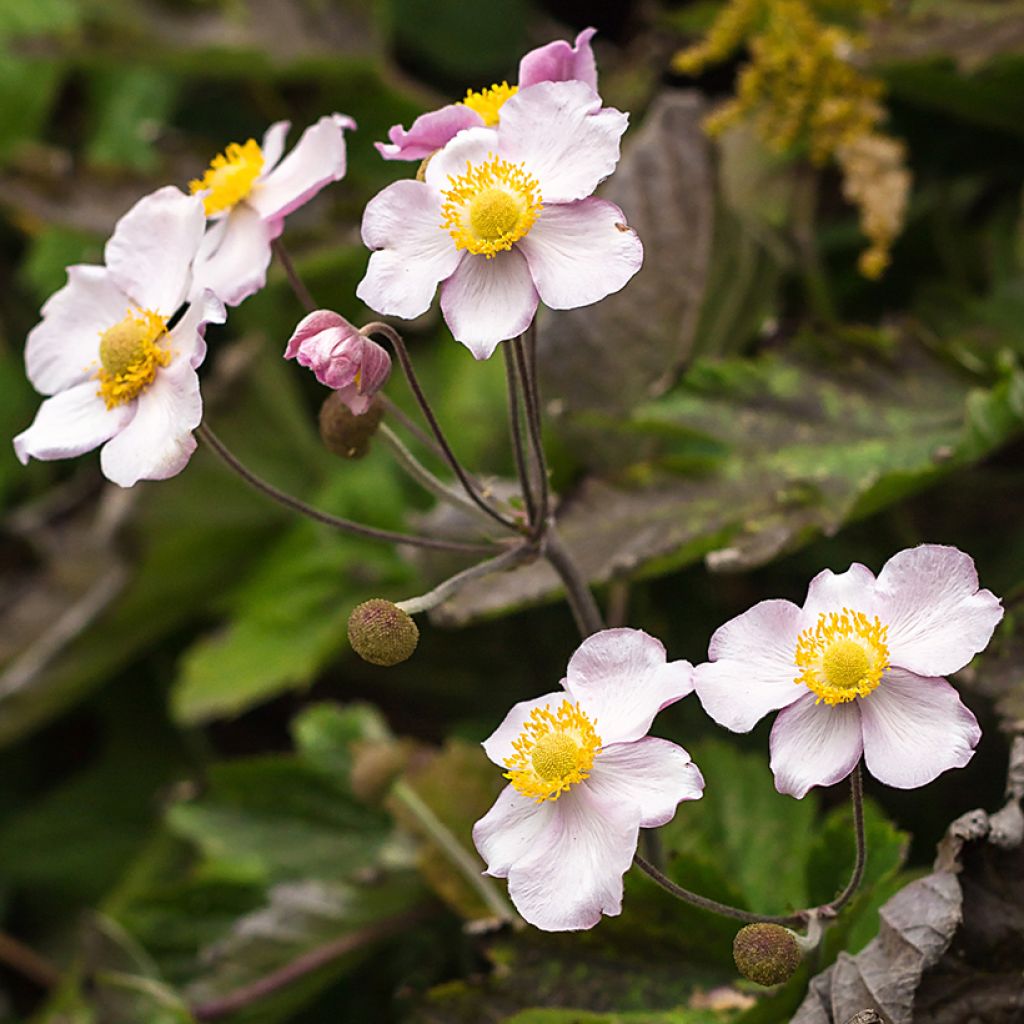 Anemone Regal Swan - Anemone giapponese